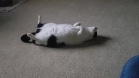 Cat plays dead