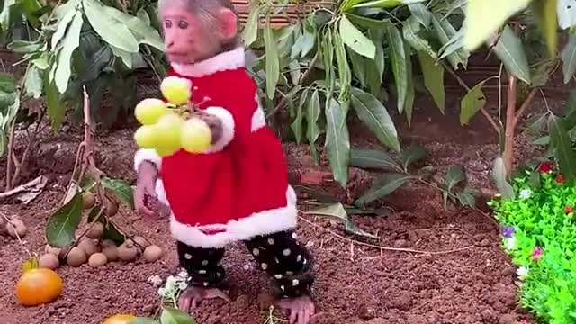 Look at the monkey's work. You too will be amazed