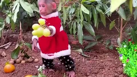 Look at the monkey's work. You too will be amazed