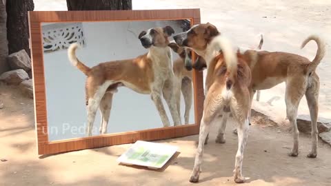 Mirror prank for dog hilarious reaction😄😄😄😄😄