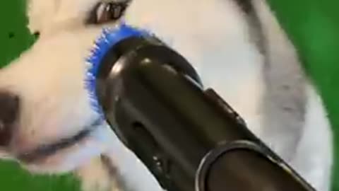 How to Groom A husky