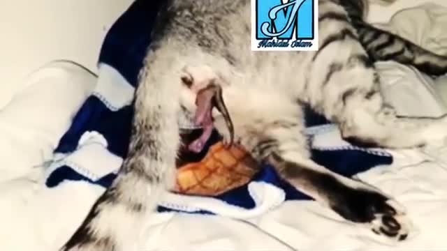 woderful cat giving bith at home