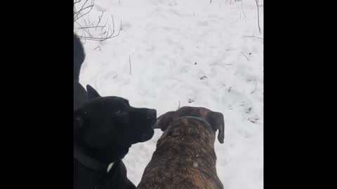 Dogs enjoy going in my back yard hiking trail