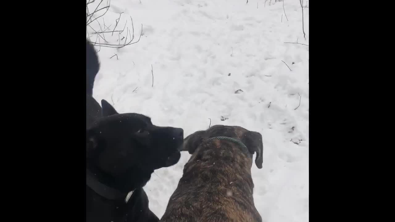 Dogs enjoy going in my back yard hiking trail