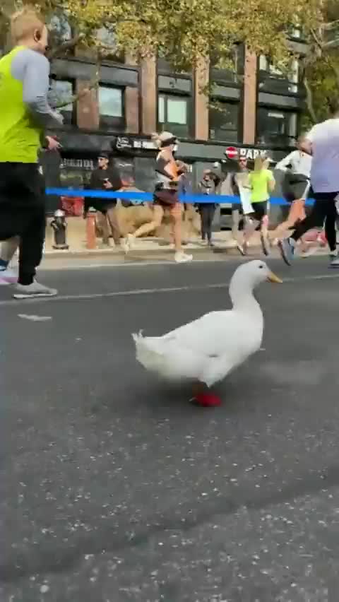 A duck ran the New York Marathon 🦆