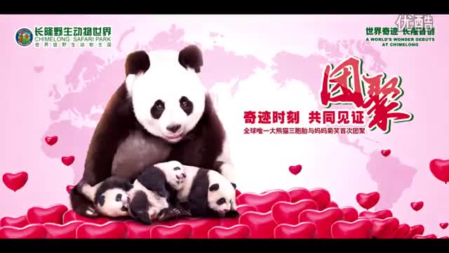 Panda Mom Reunites With Triplet Cubs