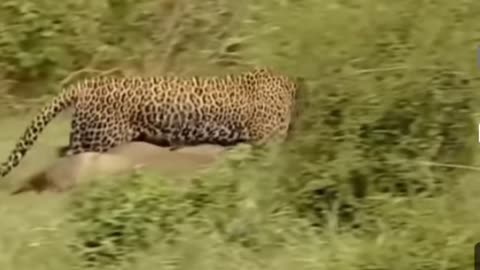 Lion Leopard & Tiger Hunting Dears Buffalo and Bull