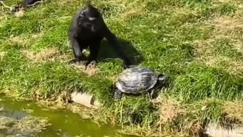 Animals very funny comedy moments