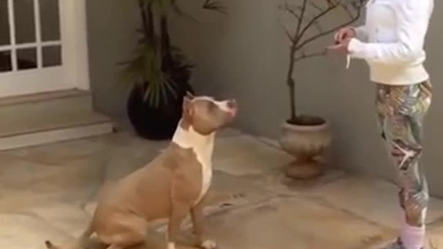 Pitbull dog# Samay Khatarnak takatwar