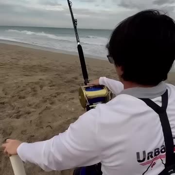 Let’s Go Gambling!!! #sharkfishing #lbsf #hammerheadshark #sharklife #giantfish #fish #sharkbait