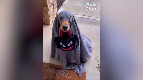 Funny cats and dogs playing