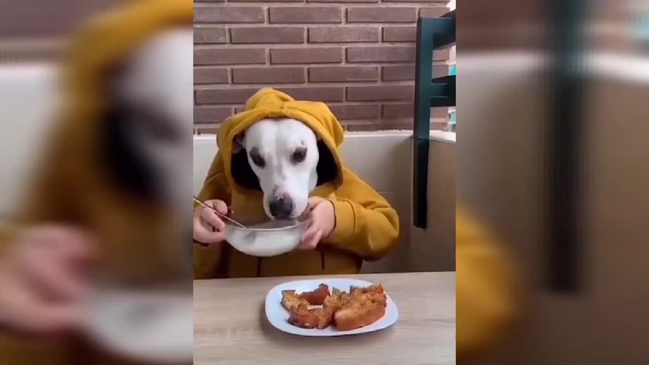 Animals Videos that makes you keep laughing.