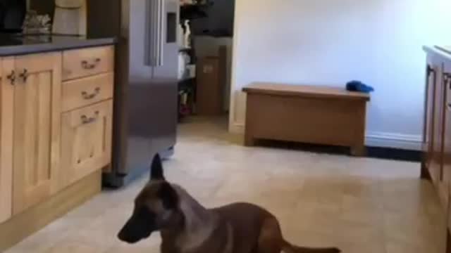 Dog's impulse control around a bowl full of raw meat