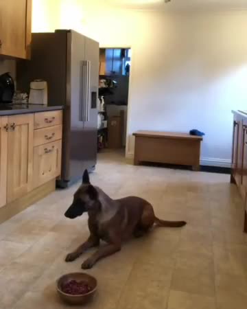 Dog's impulse control around a bowl full of raw meat