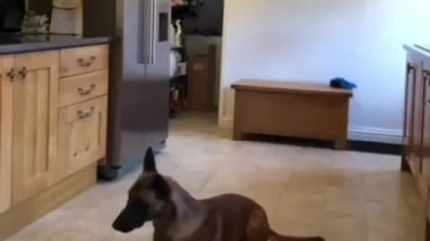 Dog's impulse control around a bowl full of raw meat