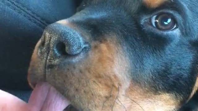 Cute puppy not quite sure how her tongue works