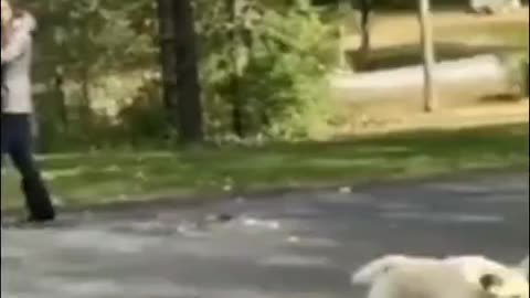FUNNY DOG COMPILATION PART 3