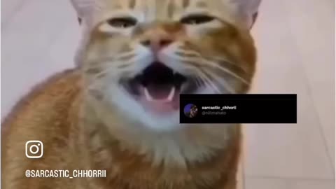 Funny Cat