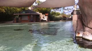 Emma petting Bat Rays