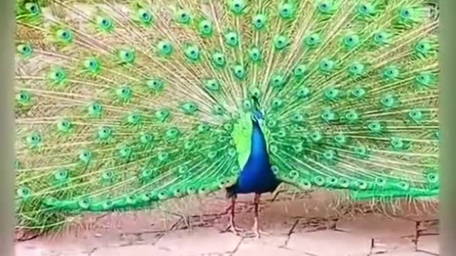 Peacock bird good nature in forest