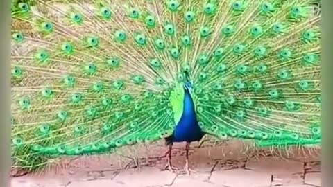 Peacock bird good nature in forest