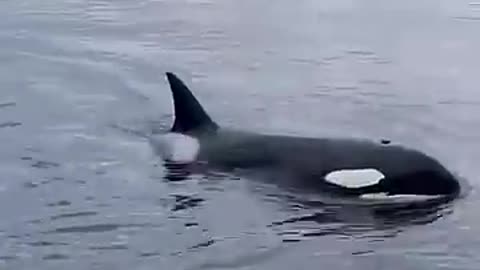 Young killer whale