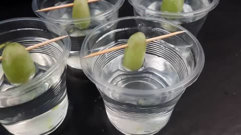 An easy method of propagating grapes at home/Лесен метод за размножаване на грозде у дома