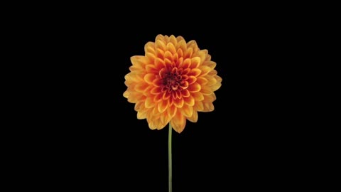 Watch this flower blooming