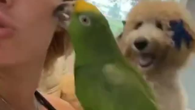 funny videos 2021