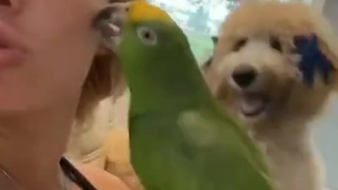 funny videos 2021