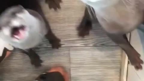 viral_#cats_#animals_#shorts__#funny_#cute_#cutecat_#reels#rumble#short video