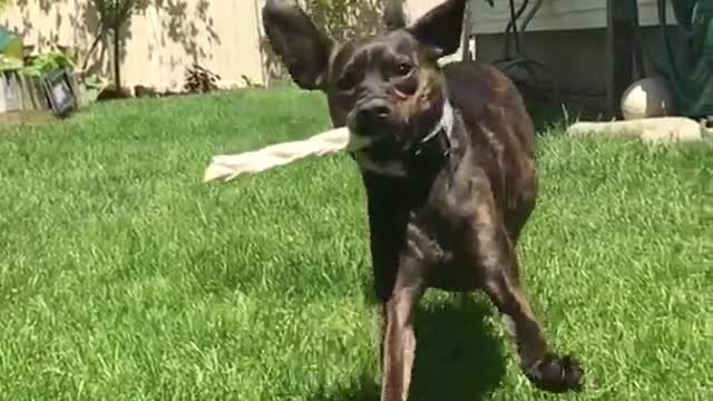 Dog bone runs into camera