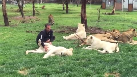 tiger saves a man from a leopard