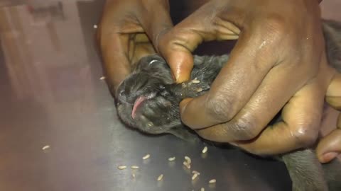 Too many Parasites in a 14d old Shepherd puppy