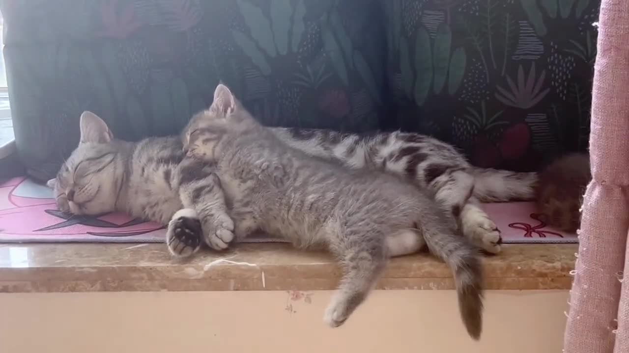 The cat looks for its mother