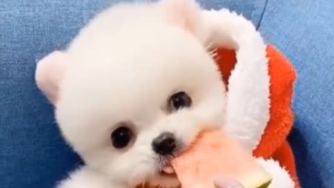 Pomeranian the cuteness 🐕 🐕 🐕