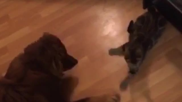Brown dog and grey cat shaking heads following light