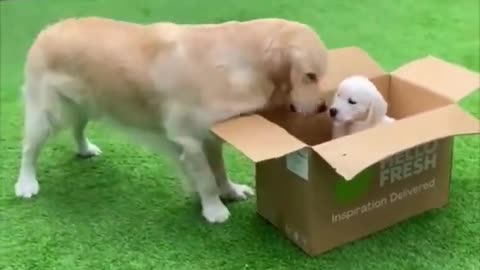 Funniest PET Videos Ever!! (Best Compilation of Funny ANIMALS)