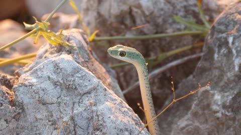 Close up from a Spotted Bush Snake in between the rocks at Khaudum National Park, Namibia