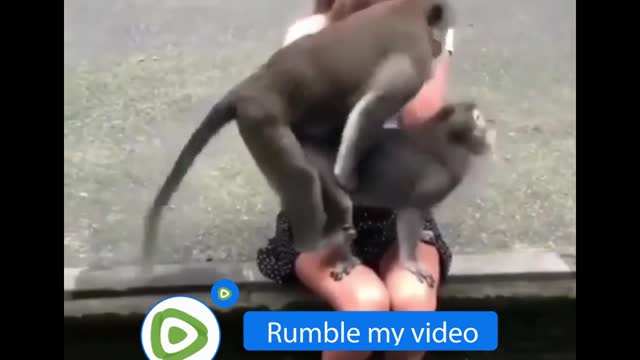 a pair of monkeys in love with funny