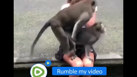 a pair of monkeys in love with funny