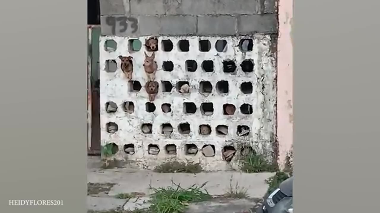 Laugh out Loud with the Funny Animals Video🤣🤣🤣🤣