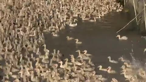 #Shorts | Vịt con tắm nước để lên tàu | Ducks | The Duck | Vietnamese Duck TV
