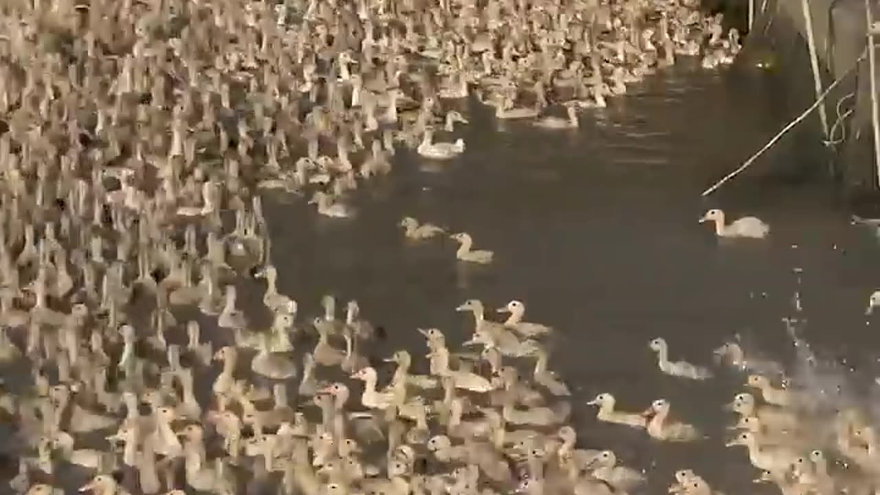 #Shorts | Vịt con tắm nước để lên tàu | Ducks | The Duck | Vietnamese Duck TV