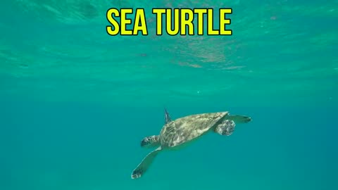 Animals for Kids to Learn - 100 Animals for Kids, Toddlers and Babies in English |
