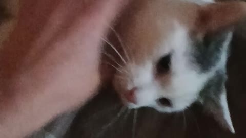 the cat is afraid