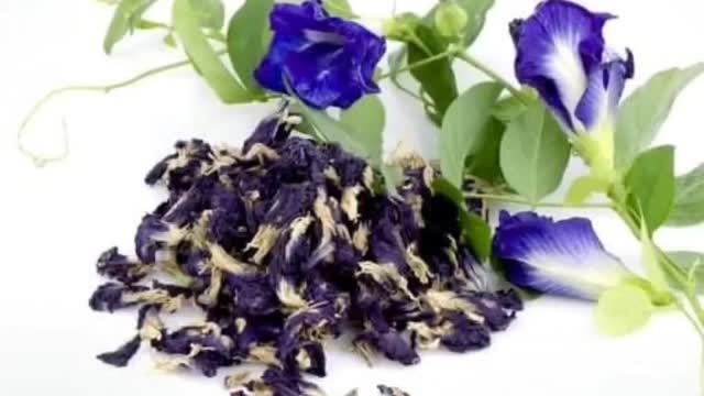flowers cling to the wall in abundance | daily life vlog