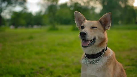 Portrait of a red mongrel dog in a collar in the park