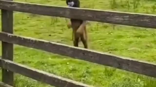 Funny Animals fails🐼️🐼️🐼️