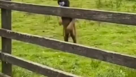 Funny Animals fails🐼️🐼️🐼️
